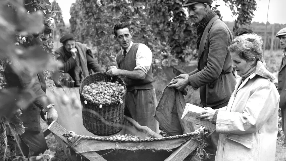 Herefordshire hops hit the big screen Busheller and booker pickers at Claston Farm, Dormington