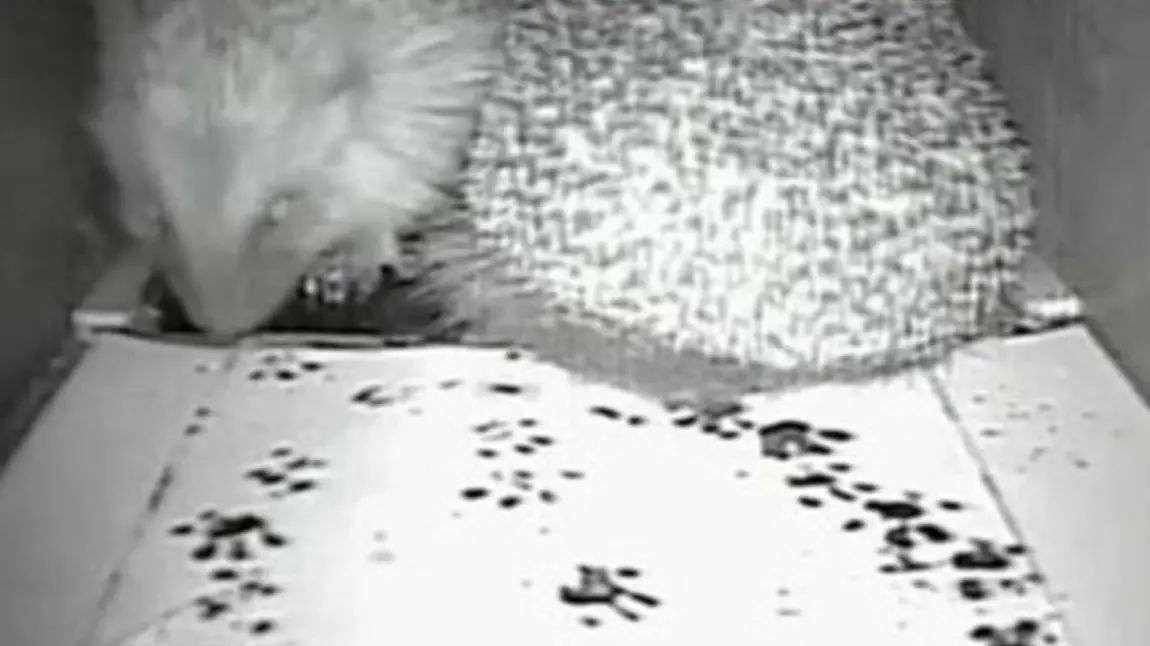 Pair of hedgehogs in a hedgehog tunnel Pair of hedgehogs in a hedgehog tunnel