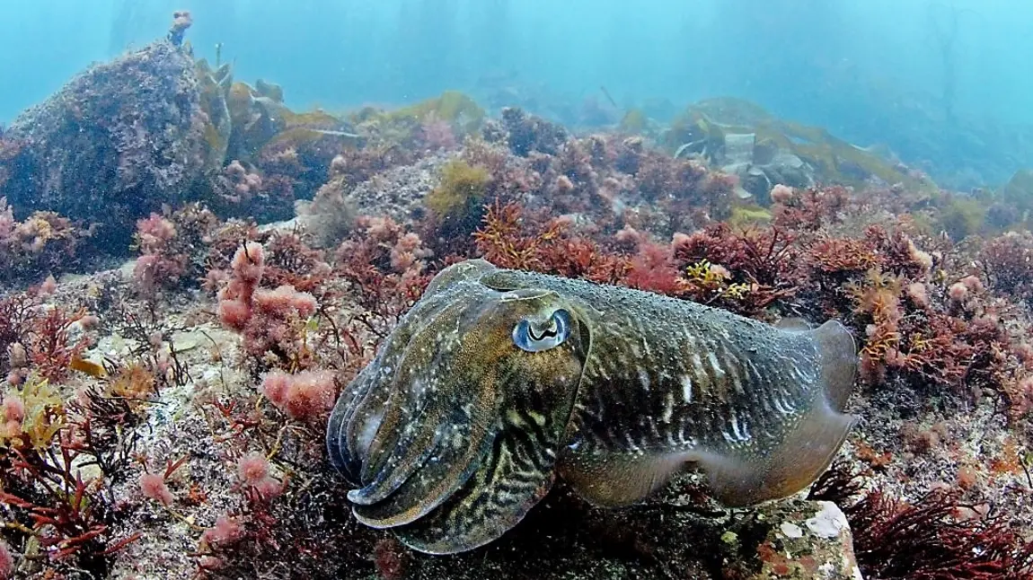Cuttlefish in habitat