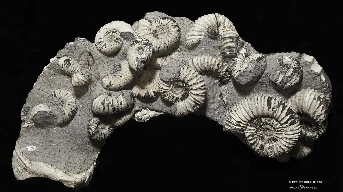 Dibranchiata fossil 