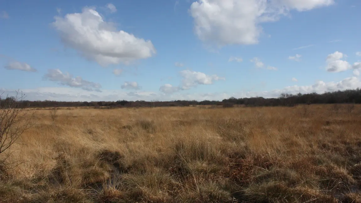 The Astley Moss nature reserve