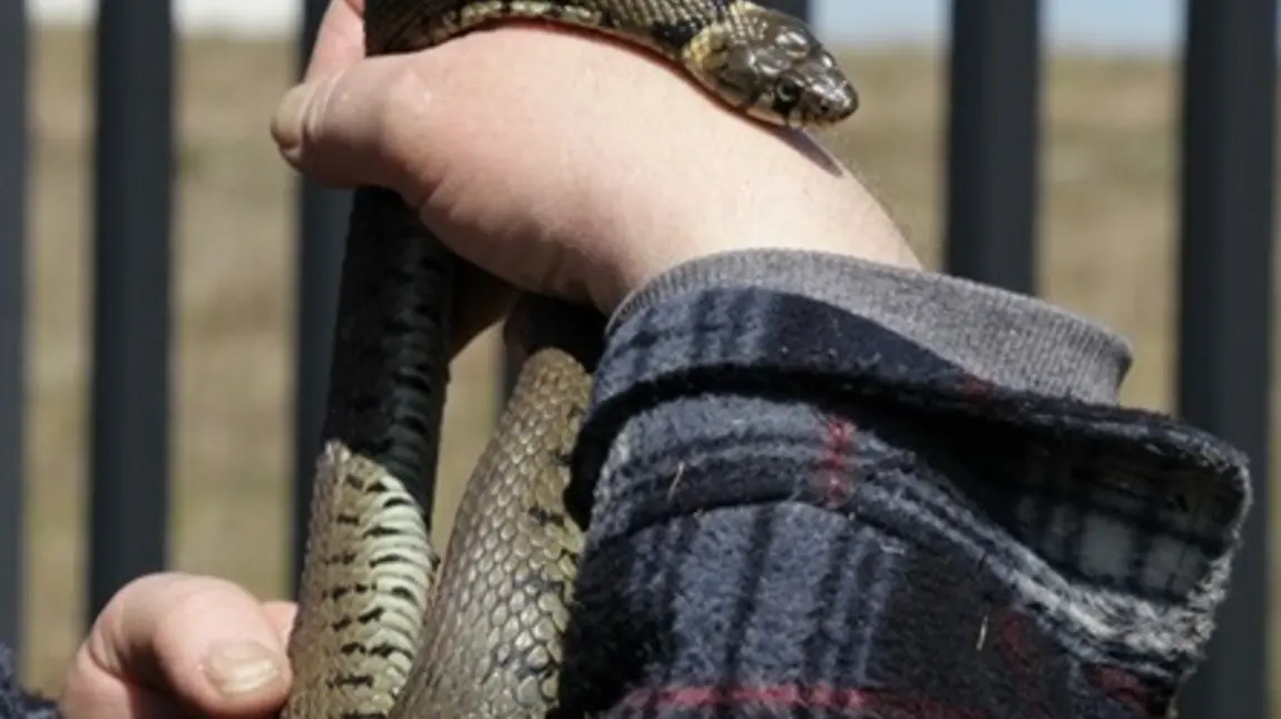 Female grass snake rescued from an oil drum