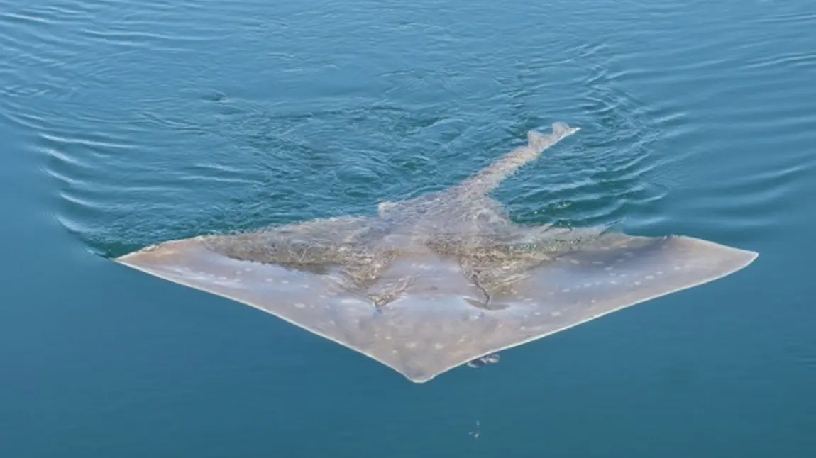 Two natural heritage projects receive National Lottery funding boost A Flapper skate in Northern Ireland