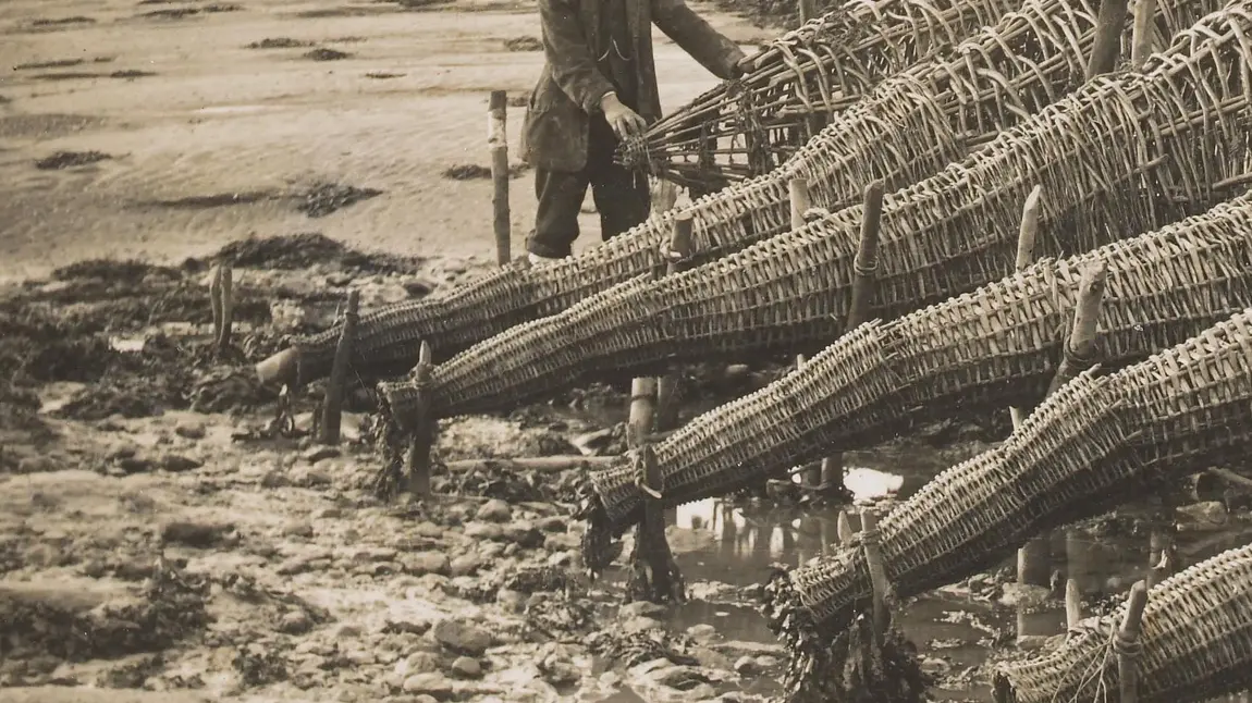Fisherman with conical basketwork fish traps on the River Severn Fisherman with conical basketwork fish traps on the River Severn