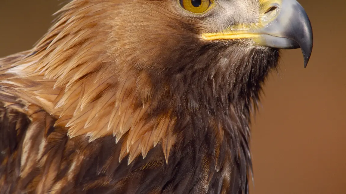 Scotland’s landscapes to benefit from £9million HLF investment A Golden Eagle