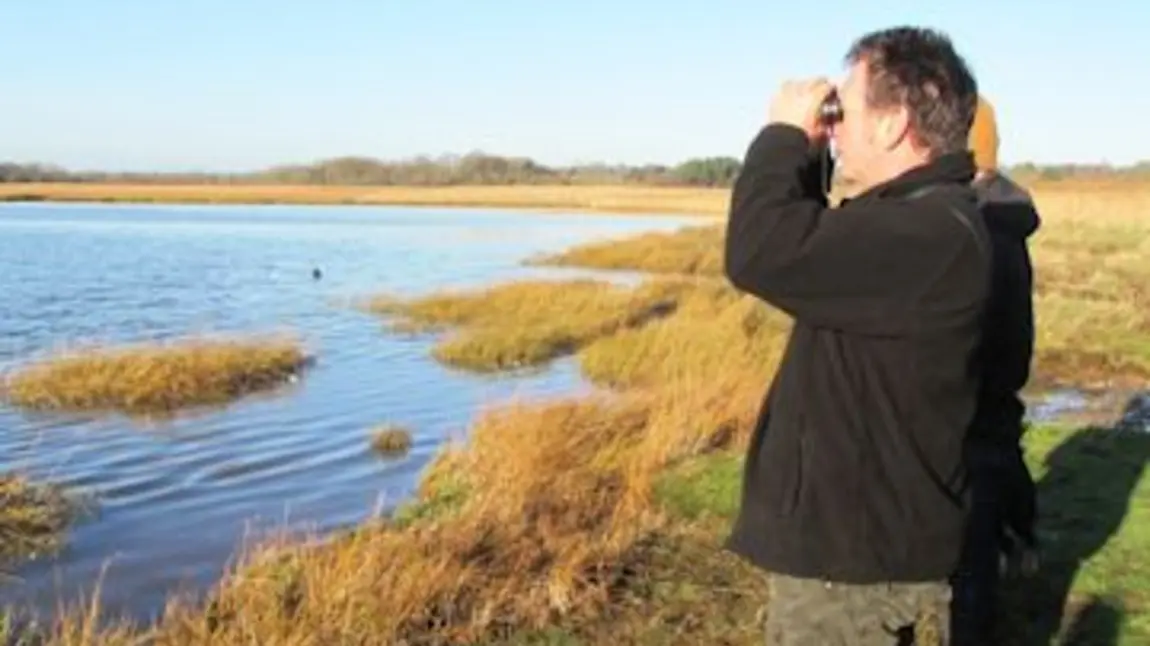 Birdwatching at Upton Heath