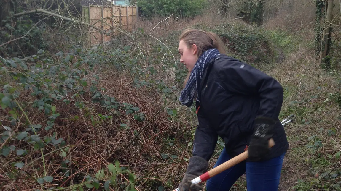 A volunteer works at Fludes Lane Woodland A volunteer works at Fludes Lane Woodland