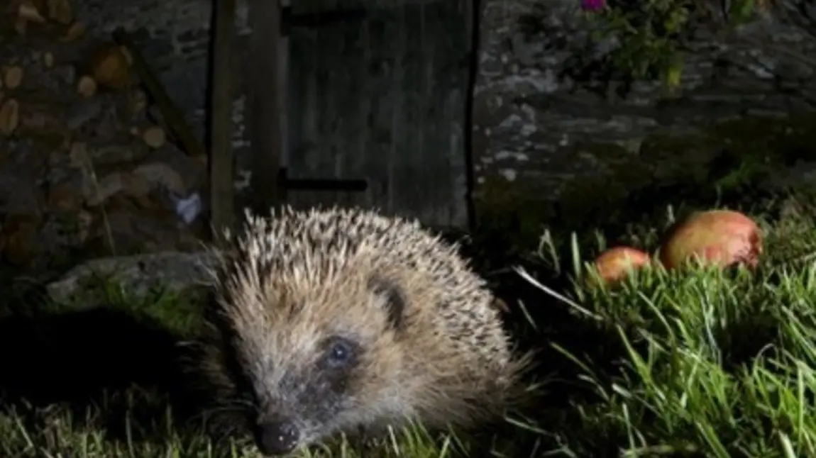 Hedgehog in a garden at night