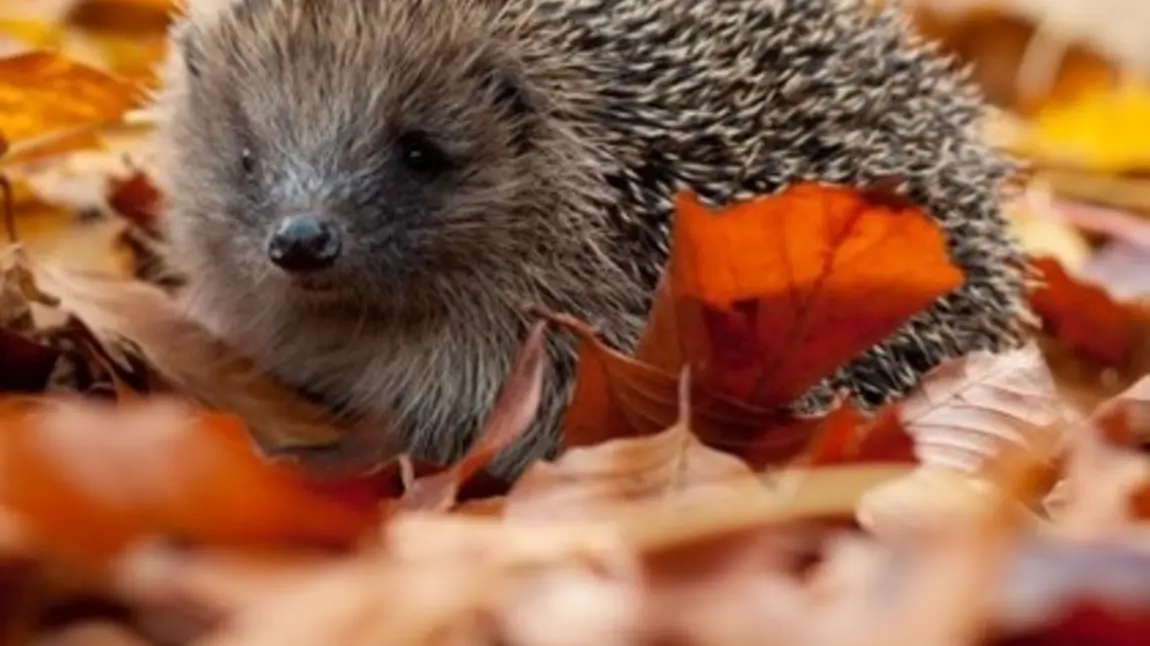 Hedgehog in autumn leaves Hedgehog in autumn leaves