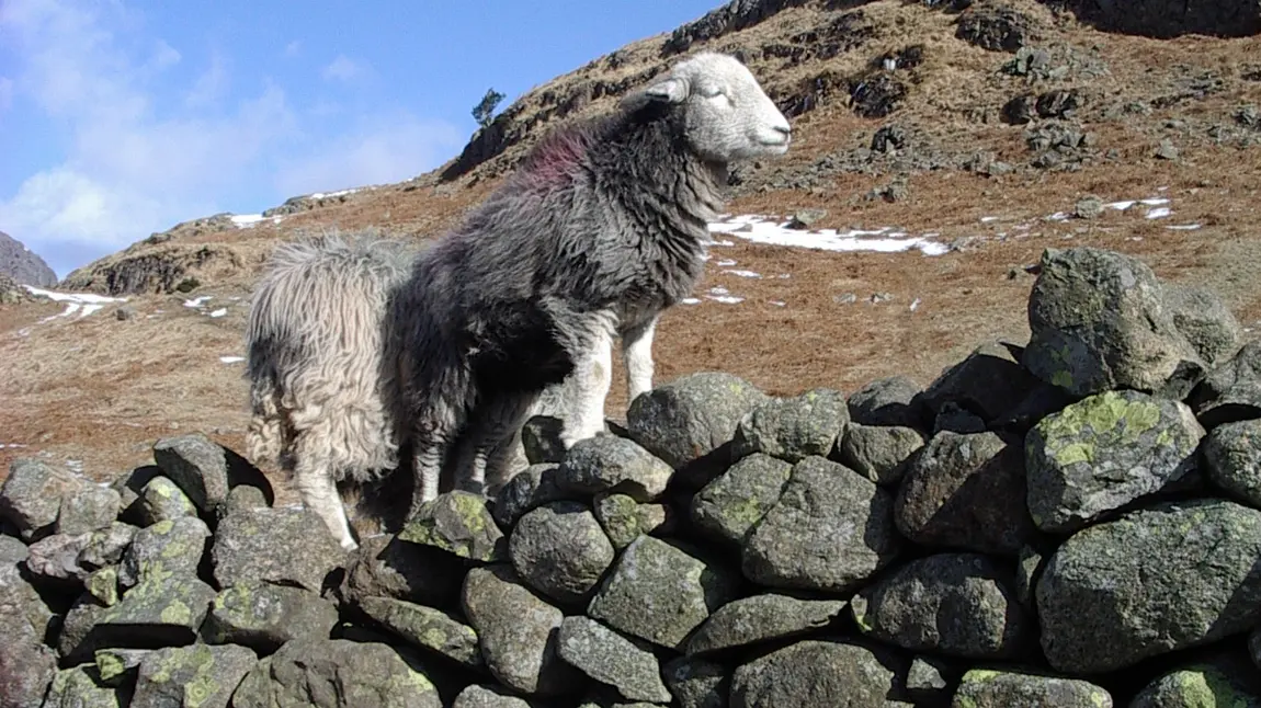 Herdwick sheep on a dry stone wall