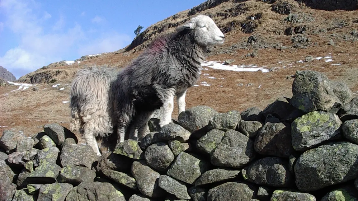 Lottery investment boosts key Dry Stone Walling skills in the North West Herdwick sheep on a dry stone wall