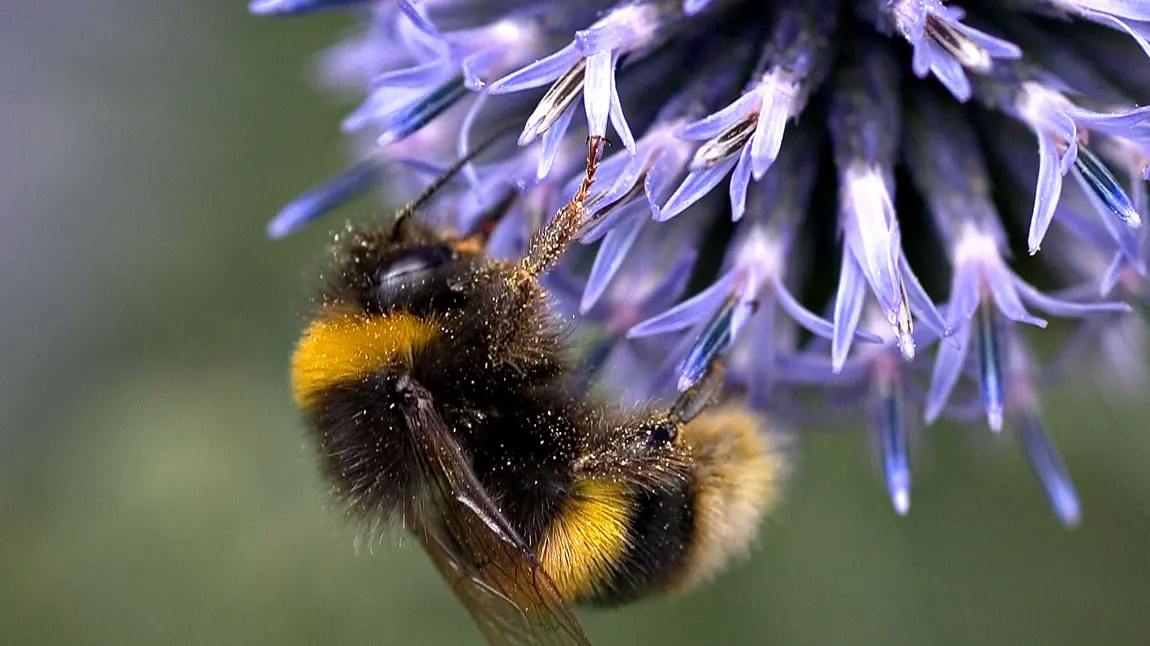 A bee on a flower A bee on a flower