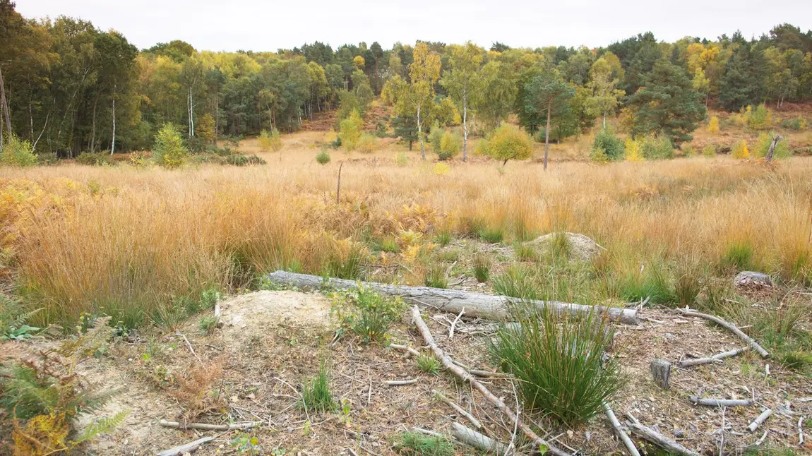 Hazeley Heath