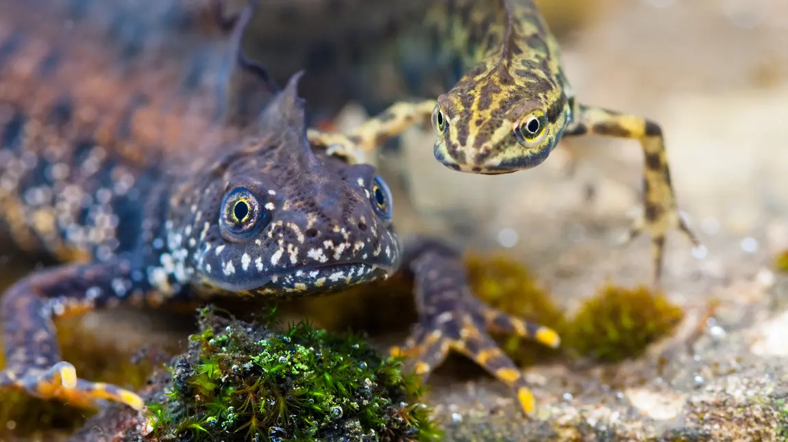 A Great Crested newt and a Smooth newt