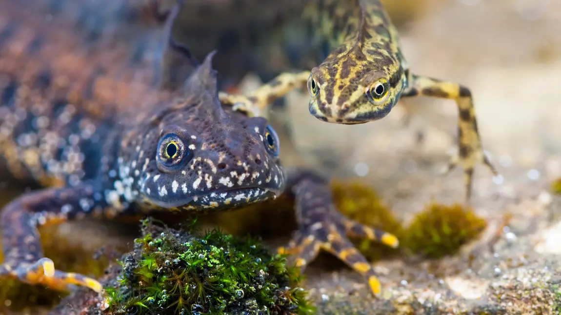 Searching for Dragons on the River Nene A Great Crested newt and a Smooth newt