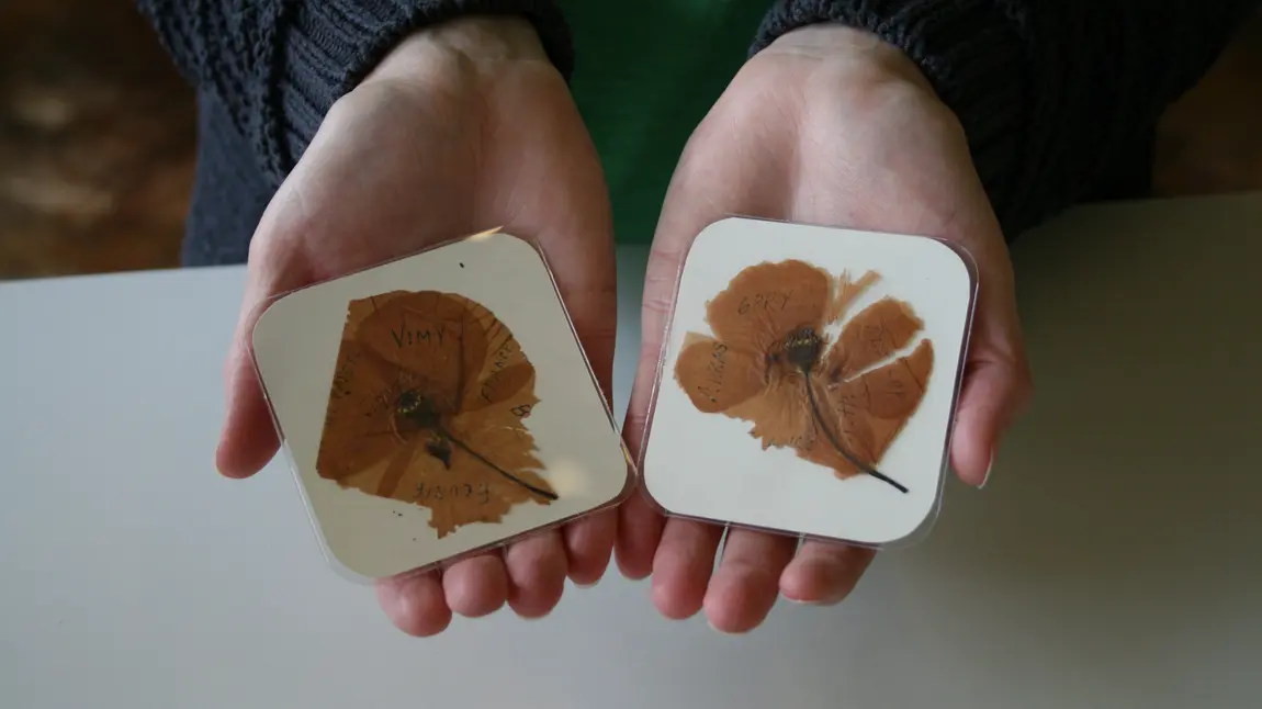 Project volunteer holding Harkess poppies