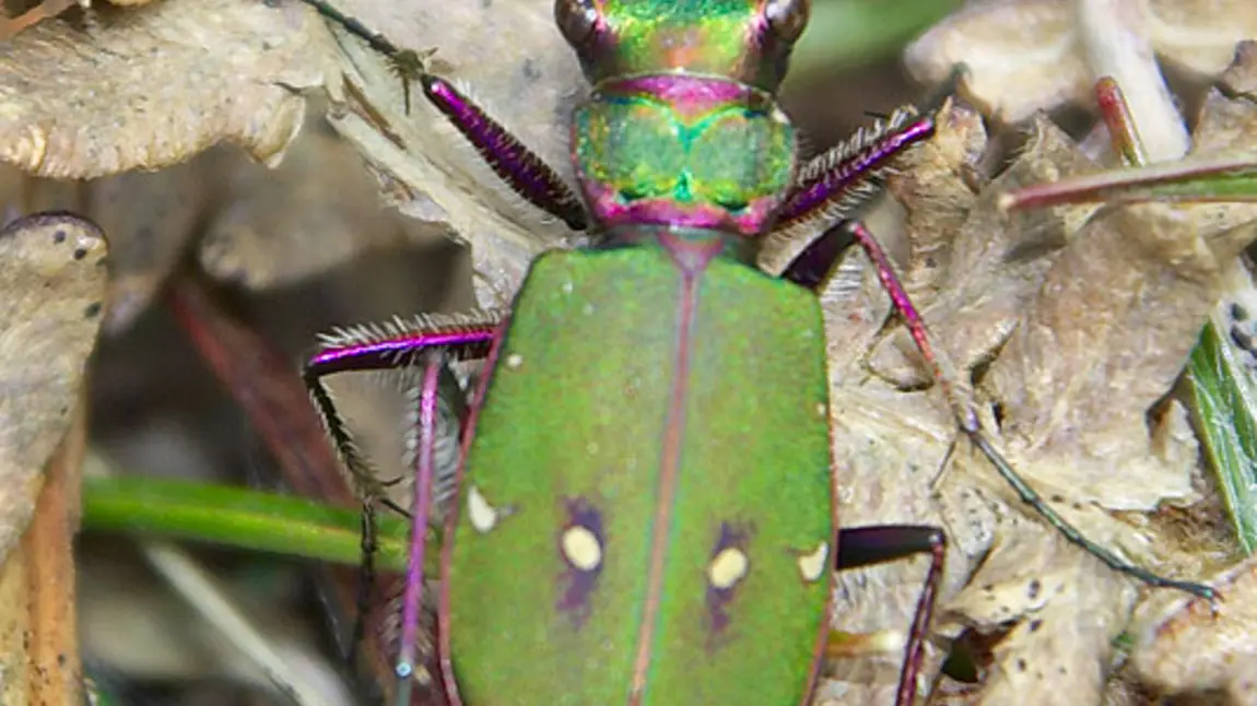 Green Tiger beetle