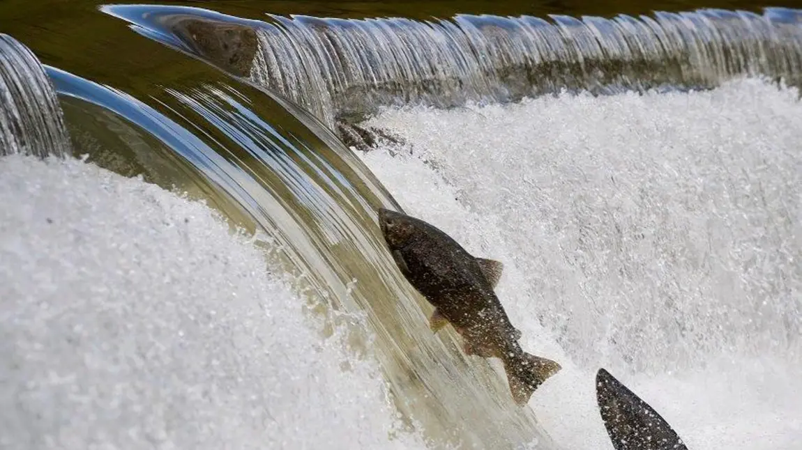 Salmon swimming up a weir