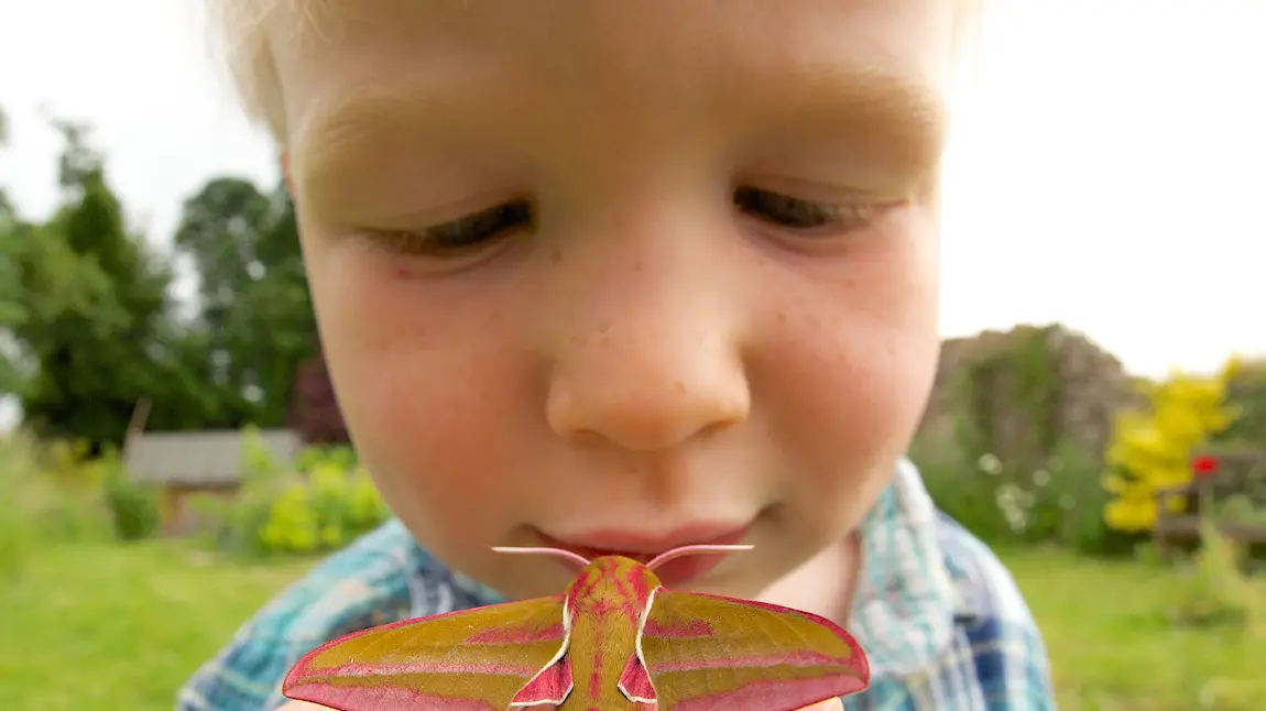A young visitor with an elephant hawk moth