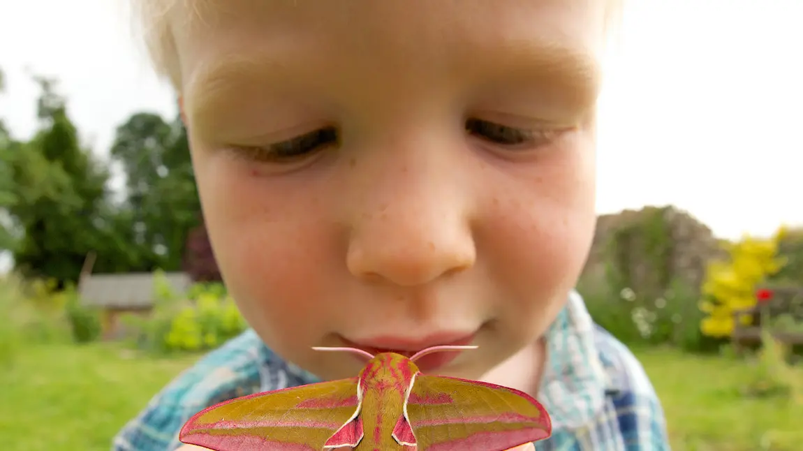 Little boy with an Elephant Moth