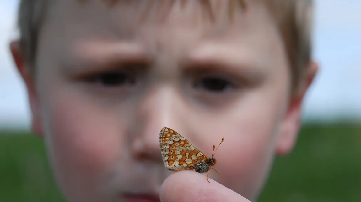 Hope on horizon for threatened moorland butterflies A boy looking at a butterfly