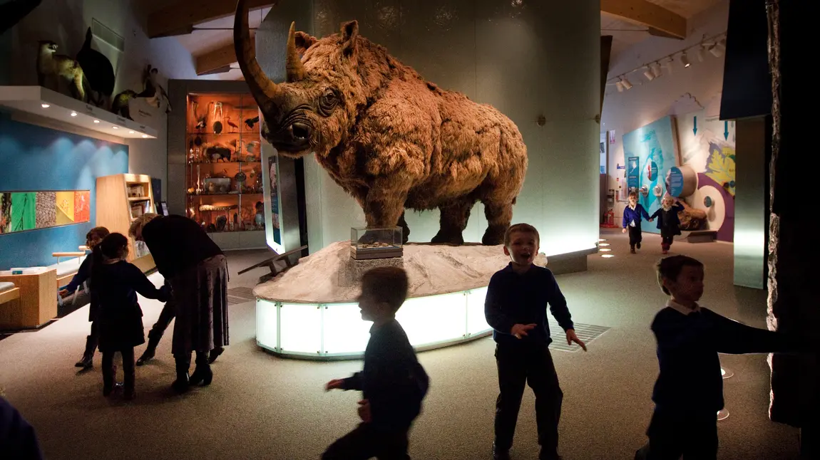 A bright future for Weston Park Museum! Woolly mammoth exhibit at Weston Park Museum, Sheffield