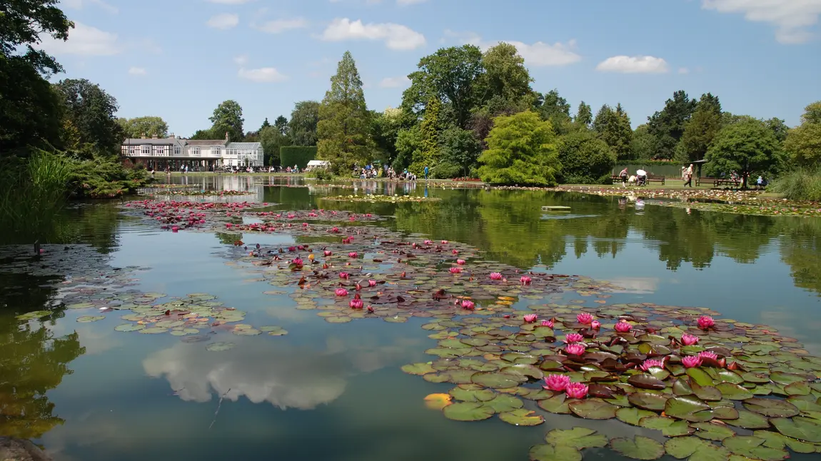 Lily pond at Burnby Hall Gardens