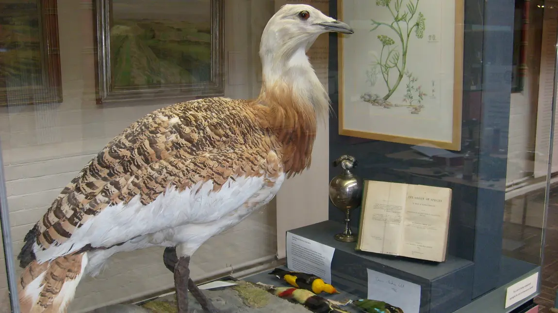 Dorset County Museum set for £11m transformation Exhibit at the Dorset County Museum