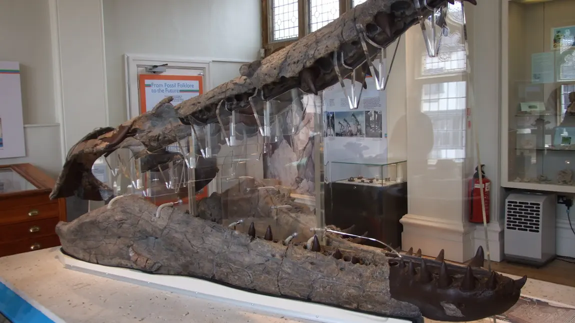 Dorset County Museum wins £10.3 million Lottery funding The Weymouth Bay pliosaur