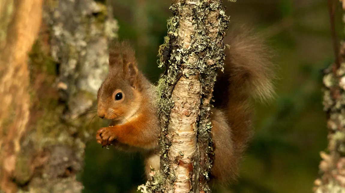 A red squirrel sits in a tree holding a nut