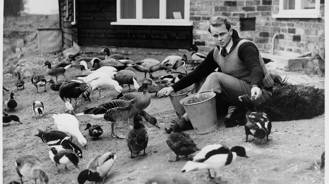 Founder of WWT, Sir Peter Scott, feeding a range of birds at Slimbridge