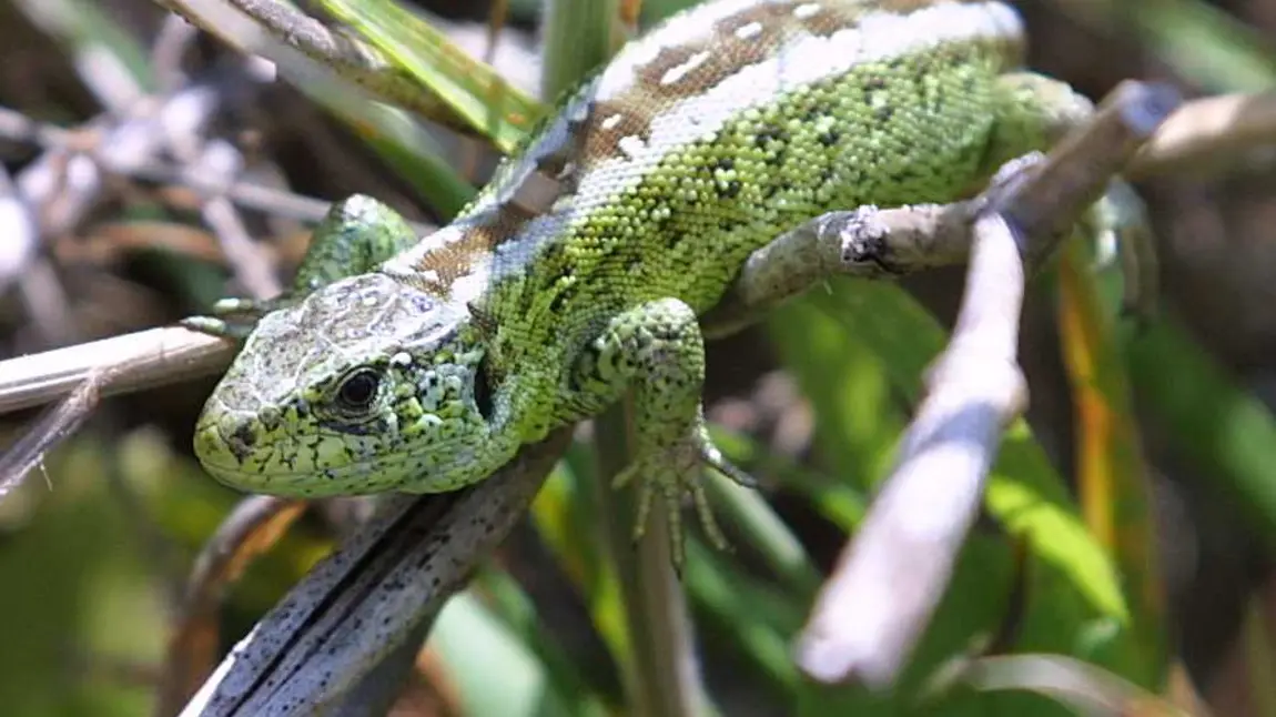 Sand lizard (Merseyside male)