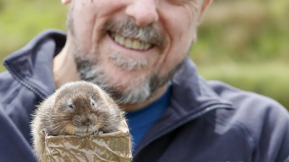 Starring role for the water vole in Northumberland Water vole emerges from repurposed Pringles can ready for release