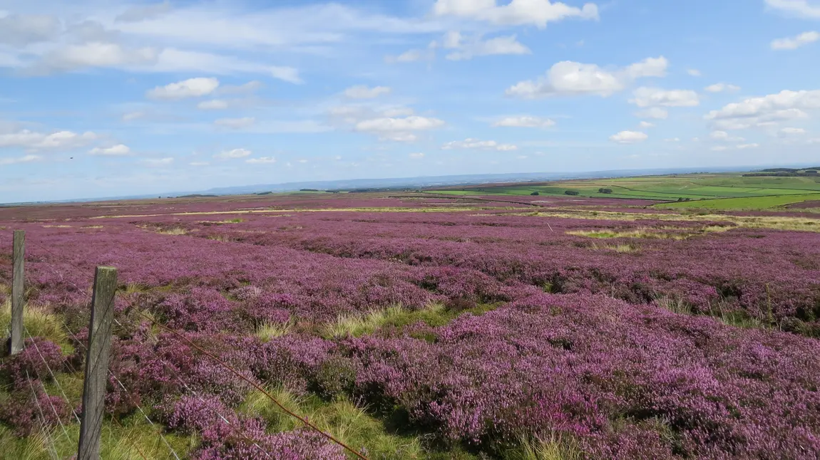 Purple heather moorlands