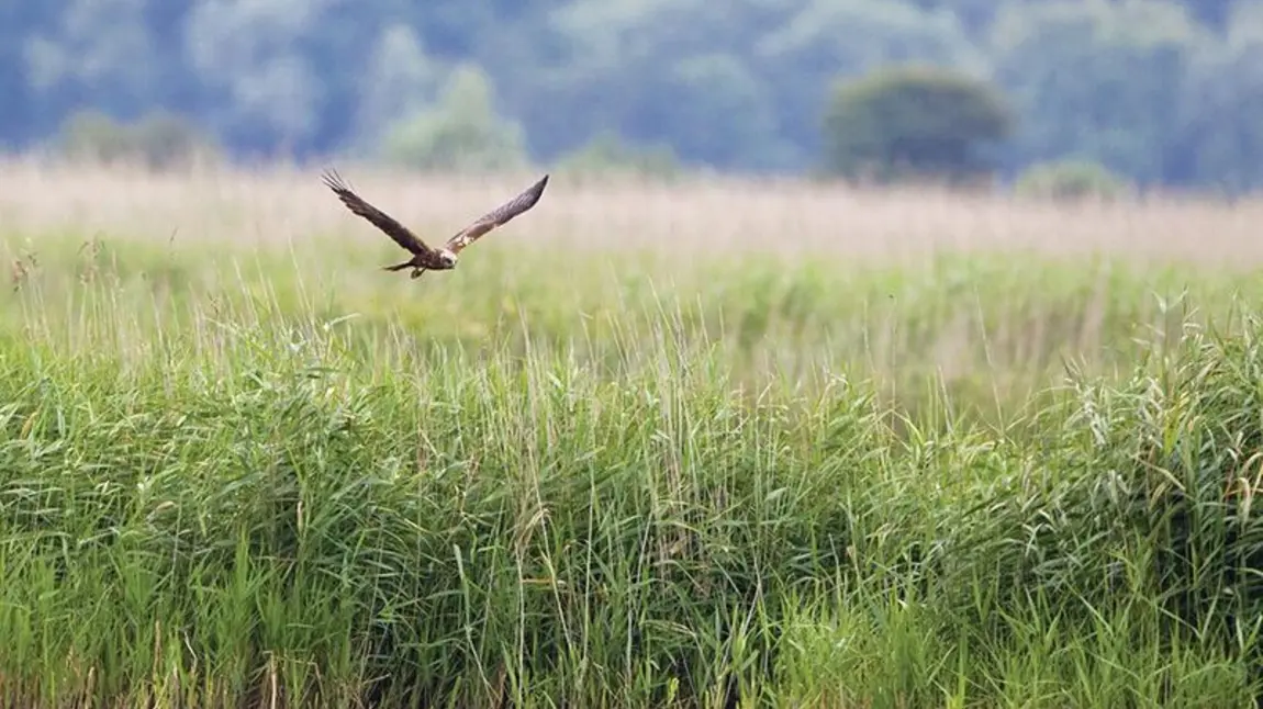 A bird flies over Suffolk Broads