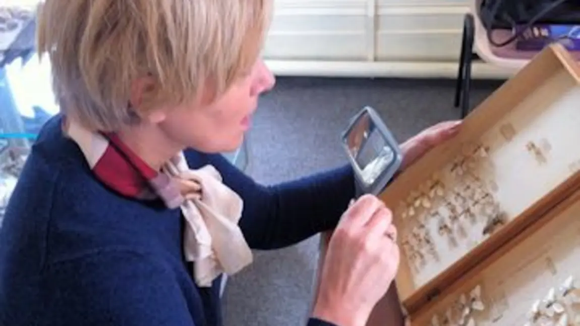 Project volunteer working on the collections at Swindon Museum and Art Gallery