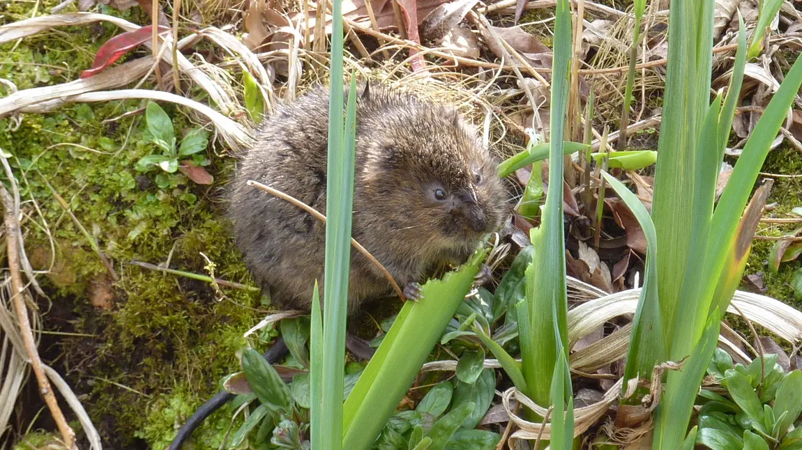 Manhood Wildlife and Heritage Group secures Heritage Lottery Fund investment Picture of a water vole