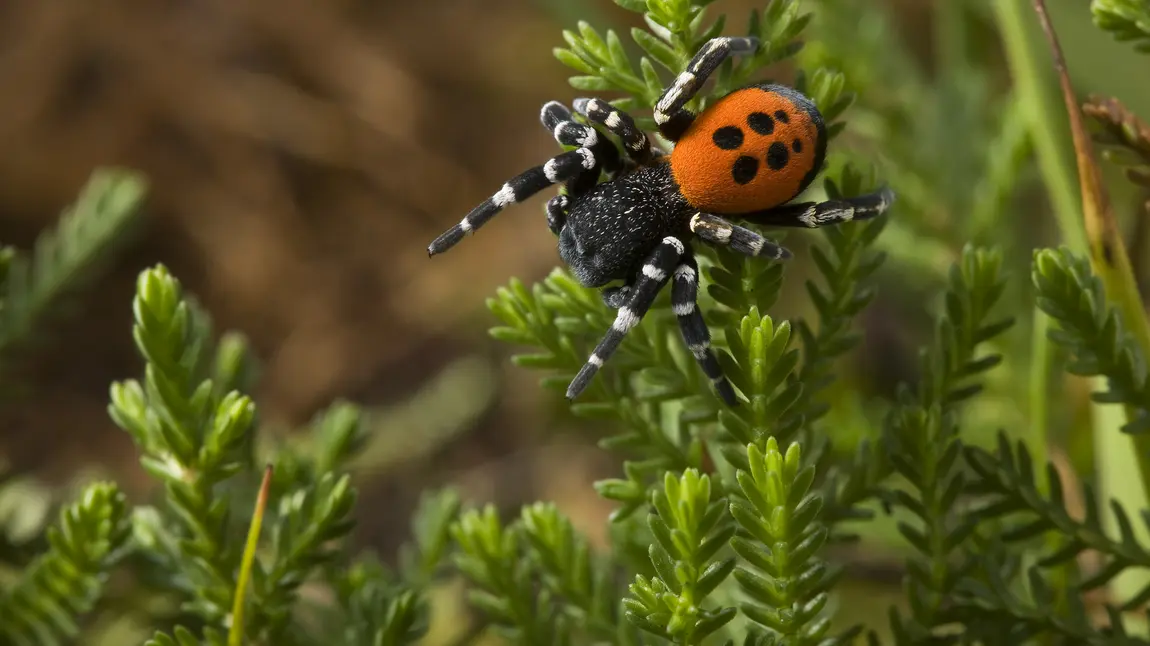 Native wildlife back from the brink Ladybird spider