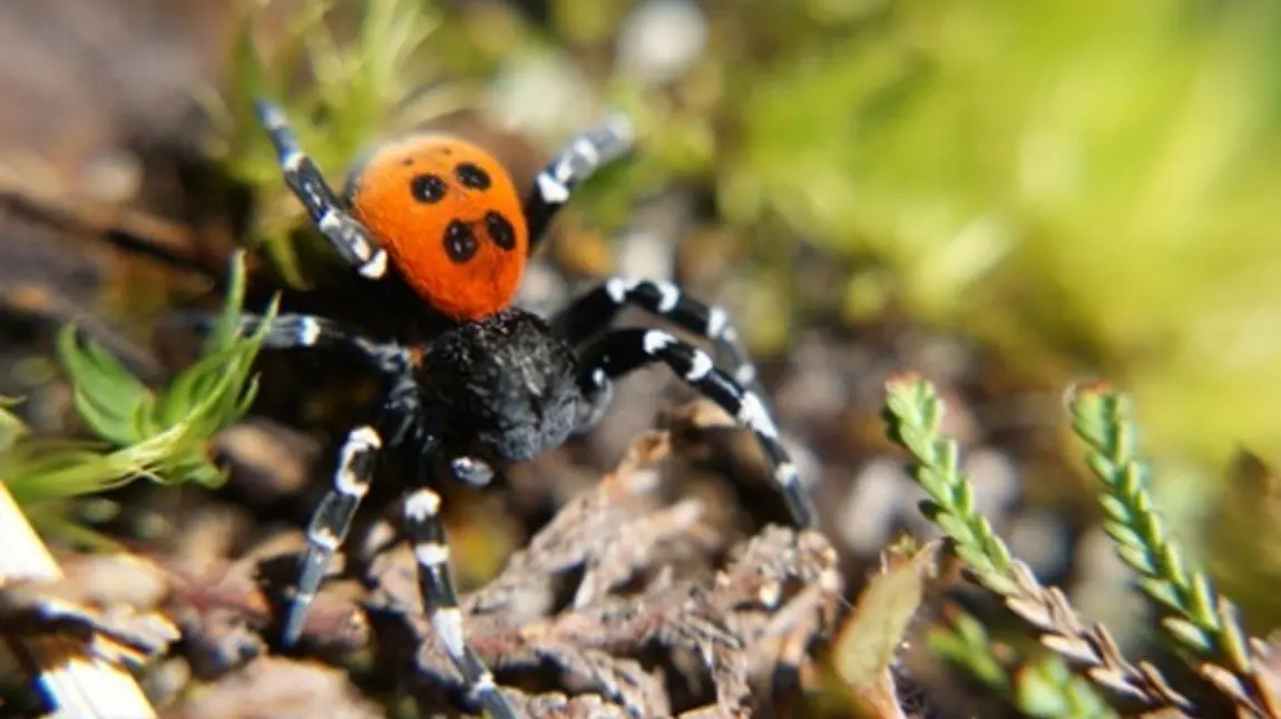 A ladybird spider A ladybird spider