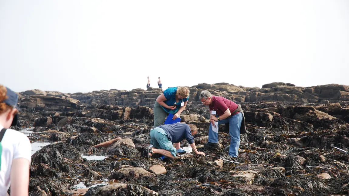 Looking for seaweed