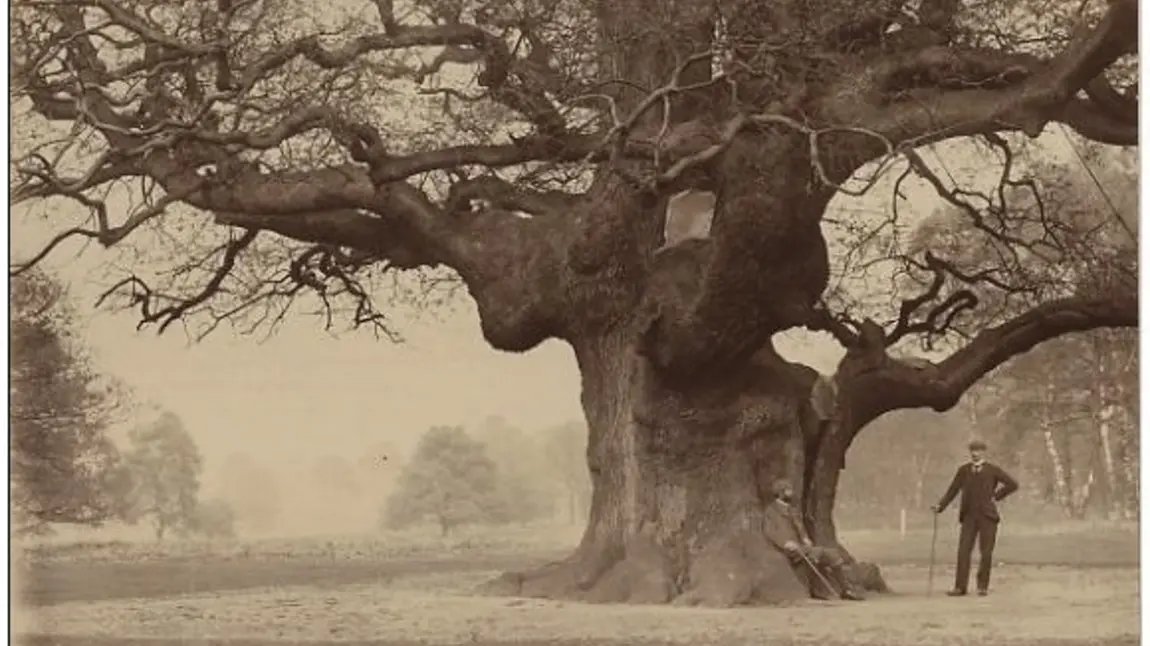 Historical picture of Sherwood’s “Major Oak” in the 1900’s Historical picture of Sherwood’s “Major Oak” in the 1900’s