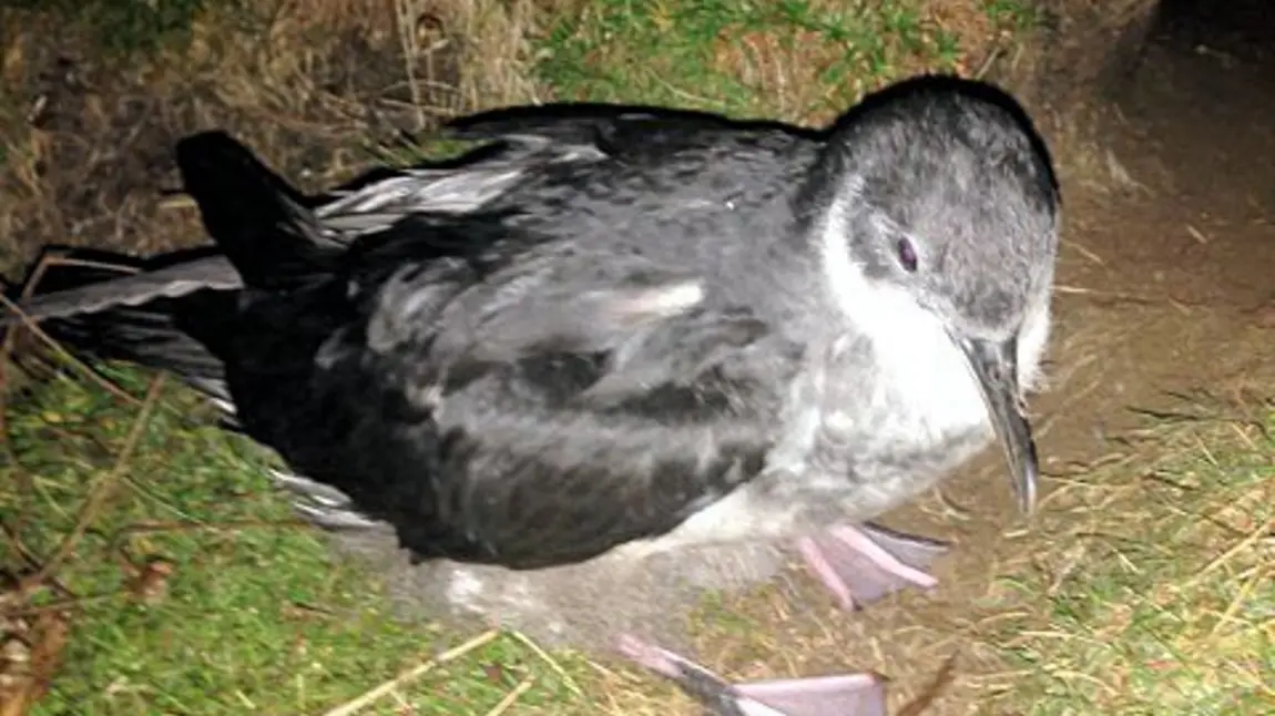 Manx shearwater chick venturing from its burrow on St Agnes and Gugh