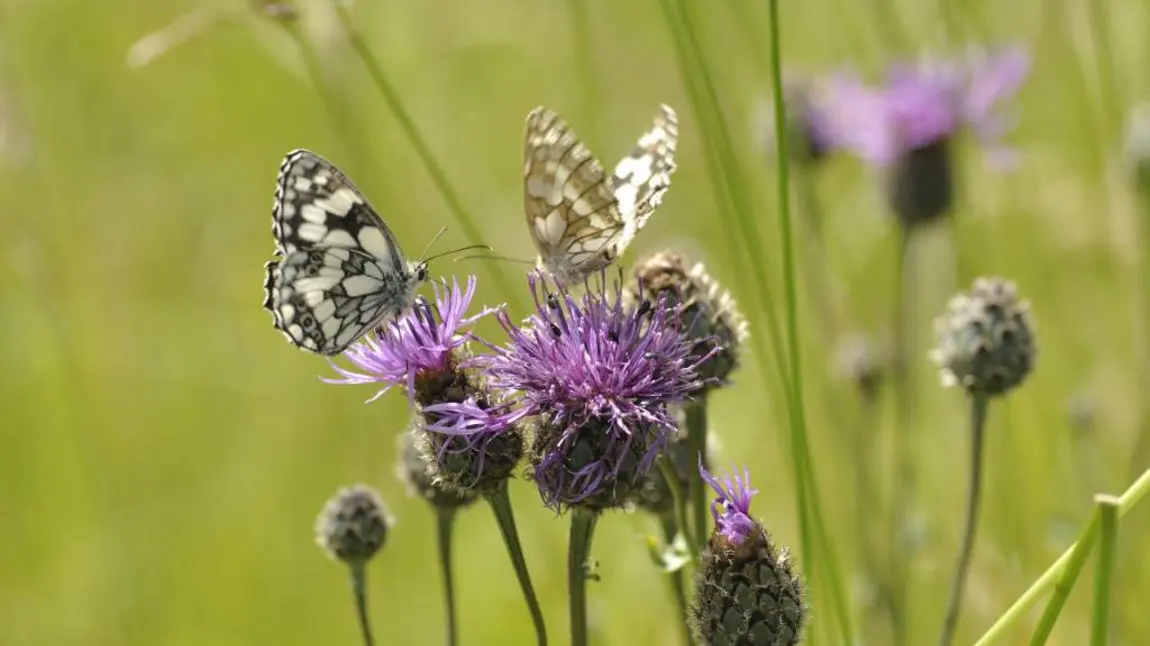 Saving Our magnificent meadows Marbled white butterflies in a meadow at Ranscombe Farm Reserve