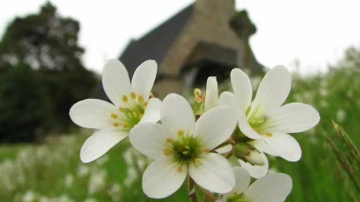 Close up of wildflowers growing in a churchyard