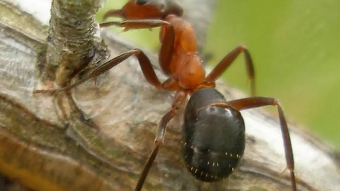 A narrow-headed ant A narrow-headed ant