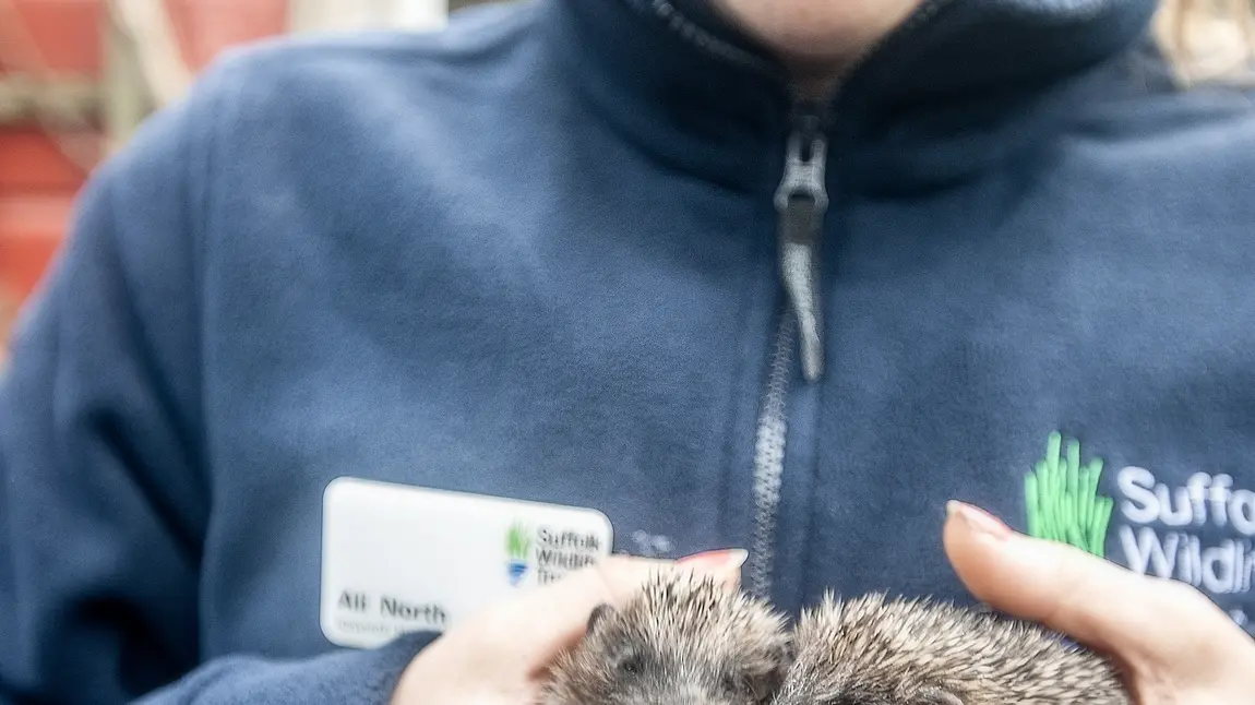 Ali holds two baby hedgehogs Ali holds two baby hedgehogs