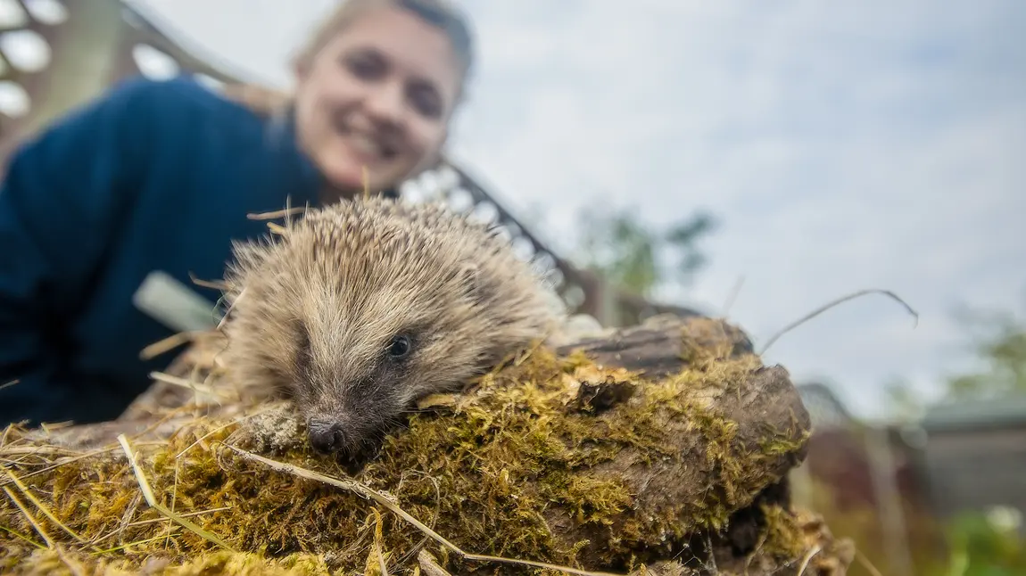 A hedgehog explores his new habitat A hedgehog explores his new habitat