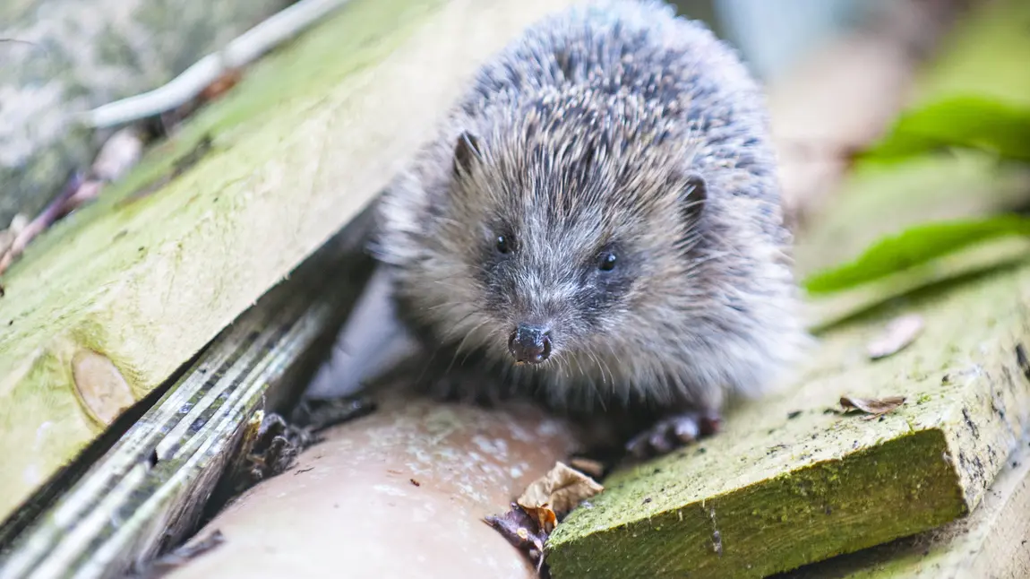A hedgehog in its new habitat A hedgehog in its new habitat