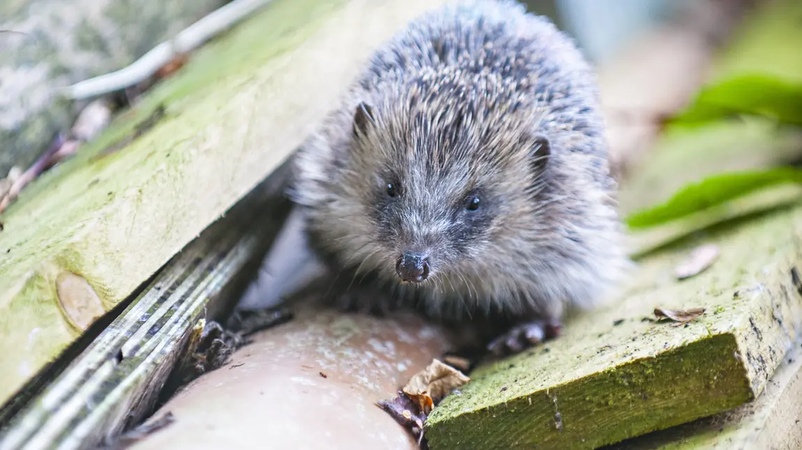 A hedgehog in a new habitat