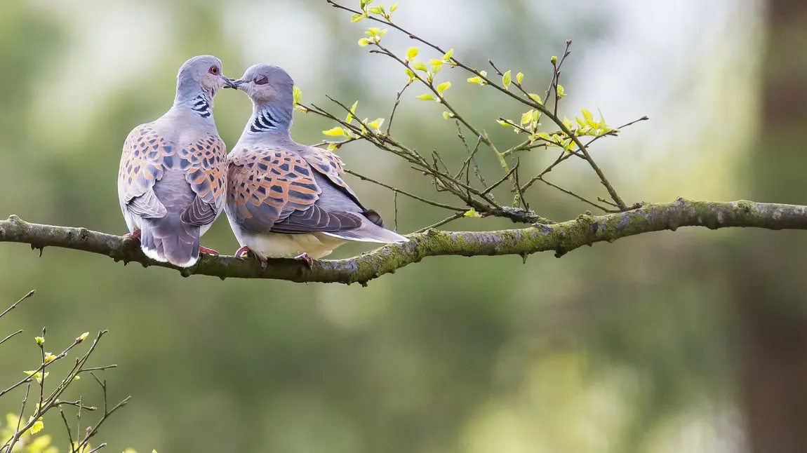 Two turtle doves